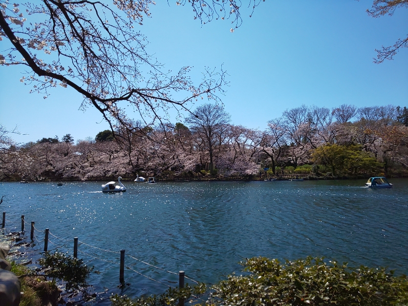 桜の花がきれいな晴れた日の公園